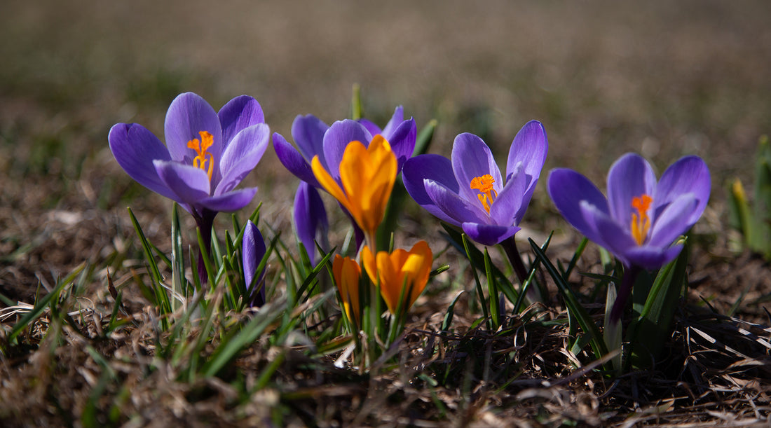 Purple and orange crocus flowers bloom in the middle of a patch of damp grass